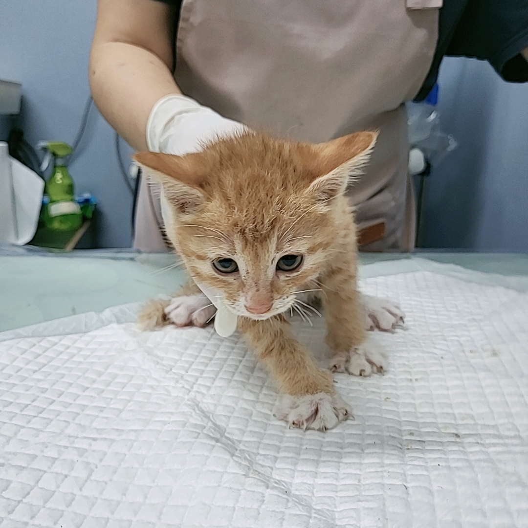 보호중 한국 고양이…